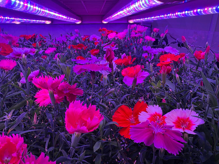Dianthus