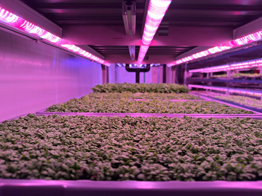 Seedlings Trays