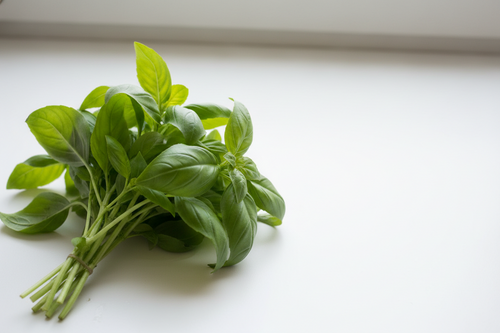 Basil Genovese Baby leaf