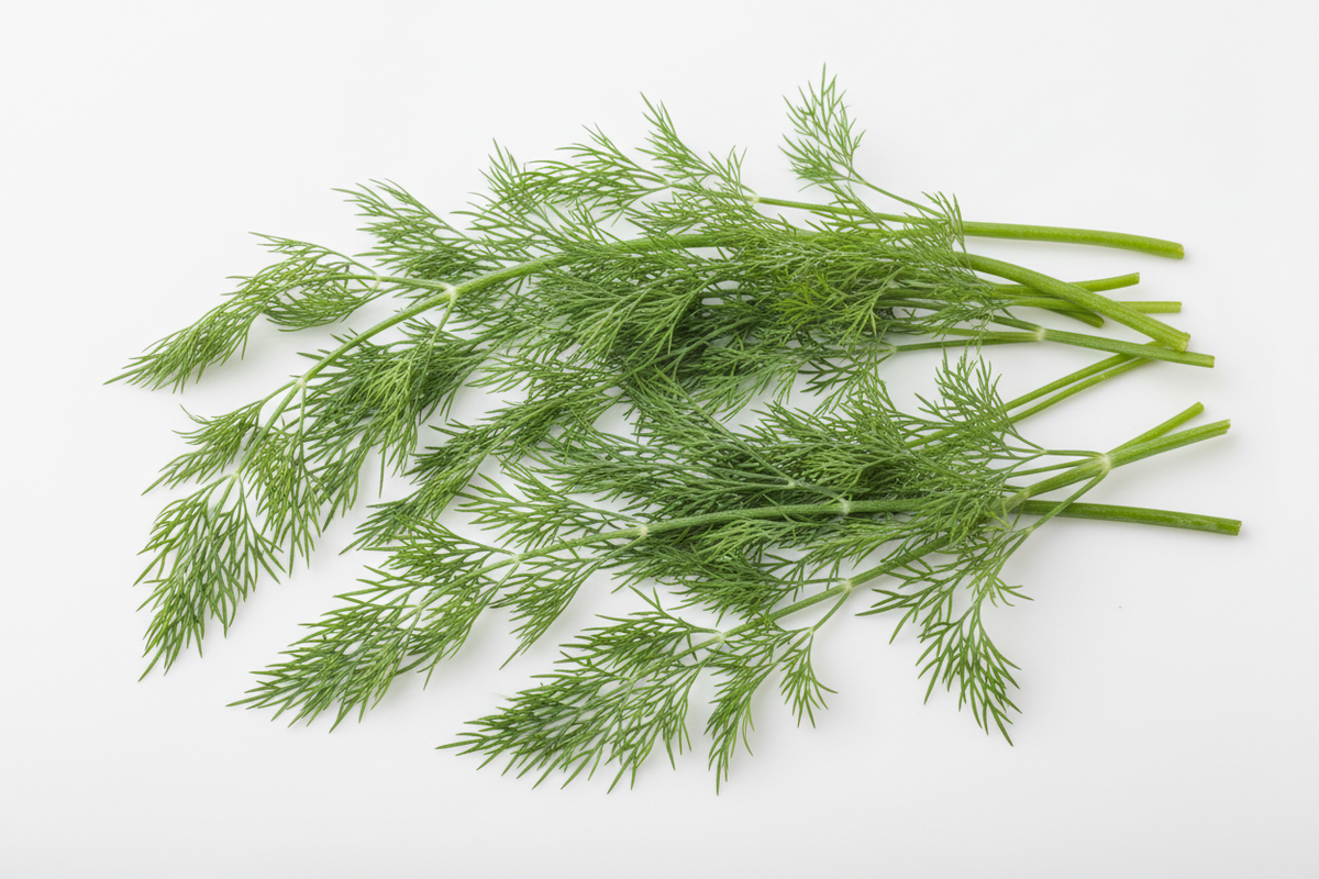 Dill - image 1