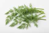 Dill