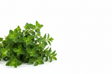 Oregano