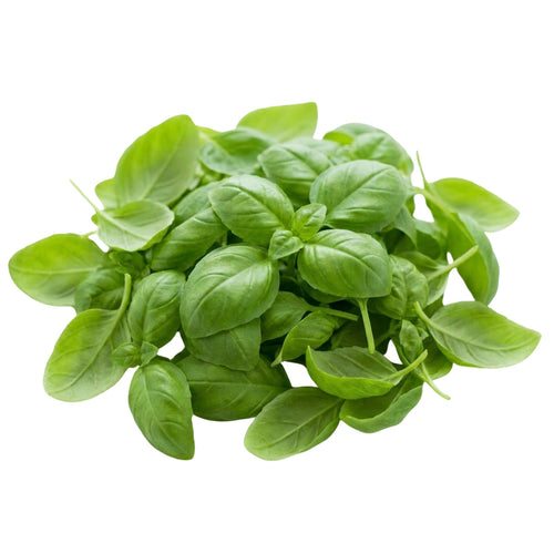 Basil Genovese Baby leaf
