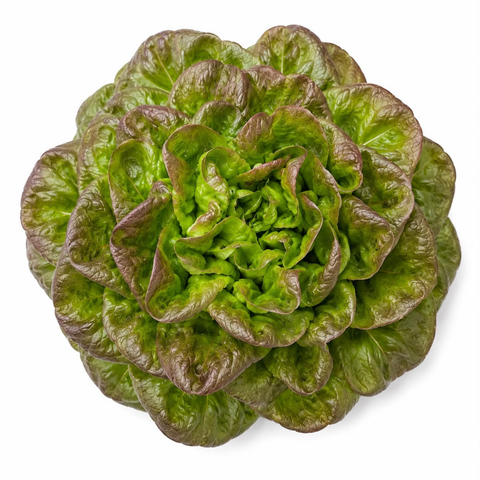 Butterhead Red Lettuce