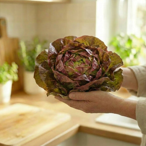 Butterhead Red Lettuce