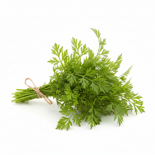 Chervil