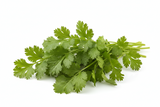 Coriander / Cilantro