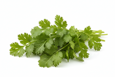 Coriander / Cilantro