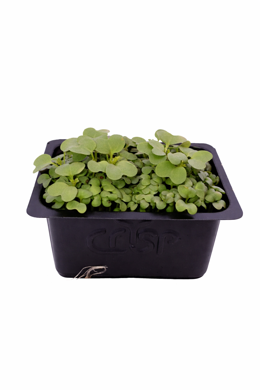 Microgreens -Mizuna - image 1