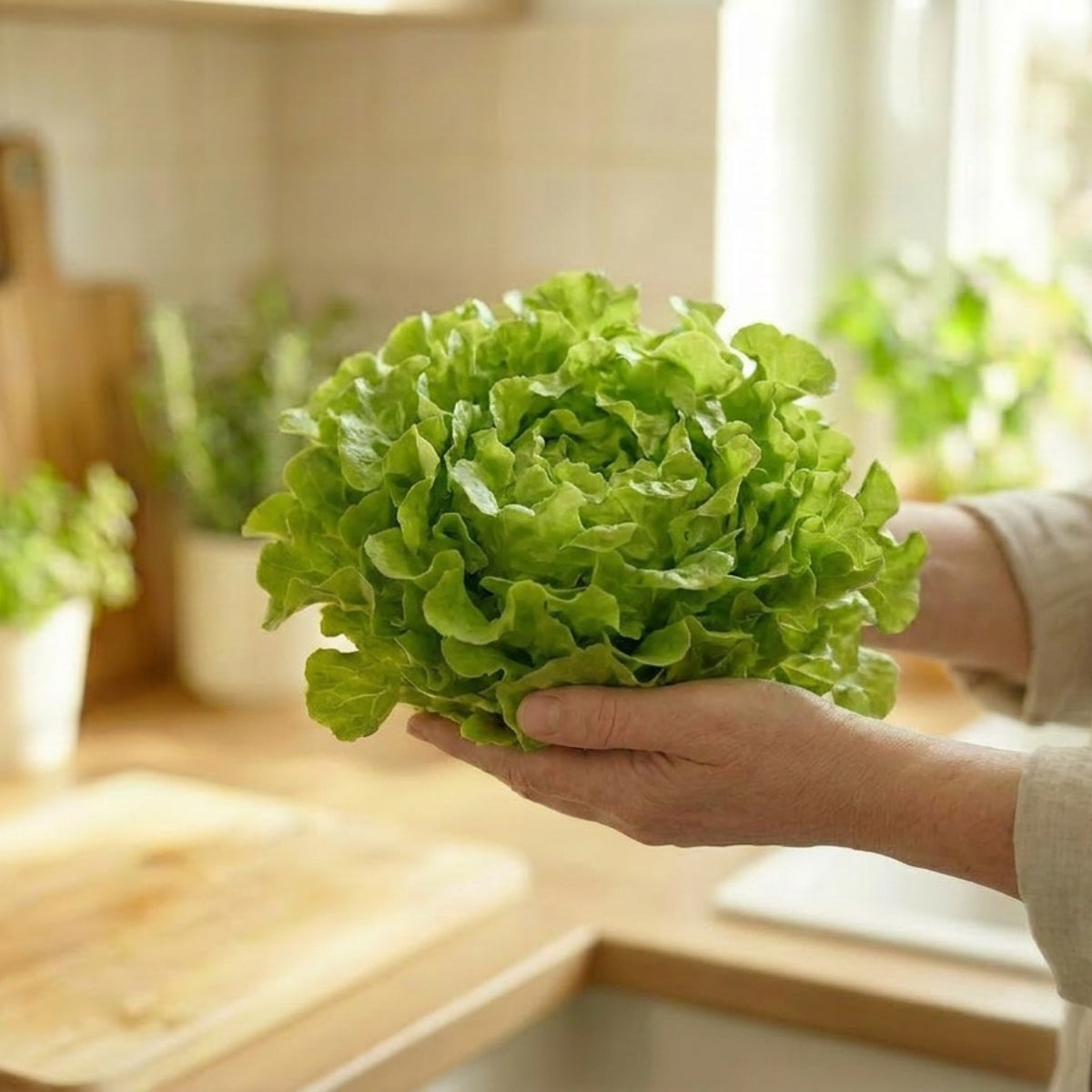 Oakleaf Green Lettuce - image 2