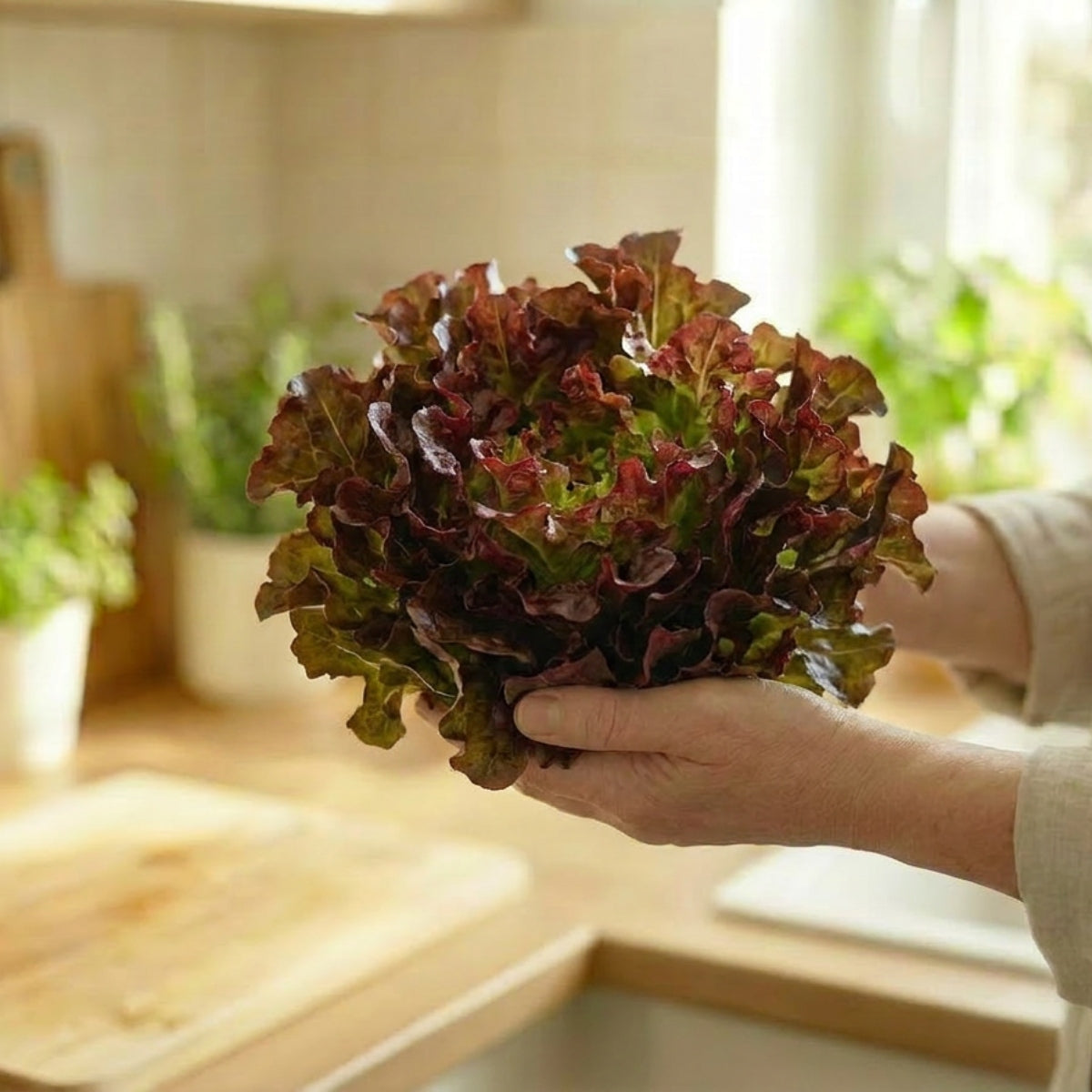 Oakleaf Red Lettuce - image 2