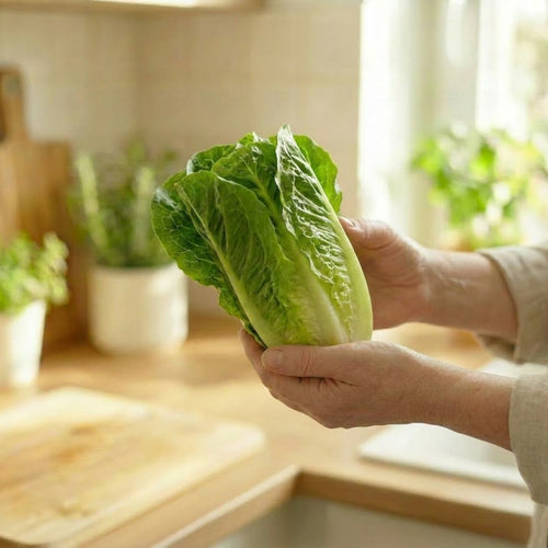 Baby Romaine Lettuce