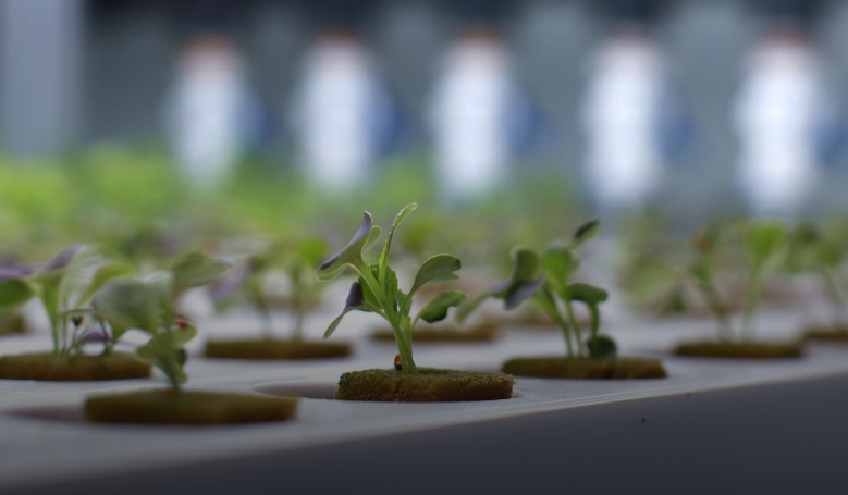 How We Grow